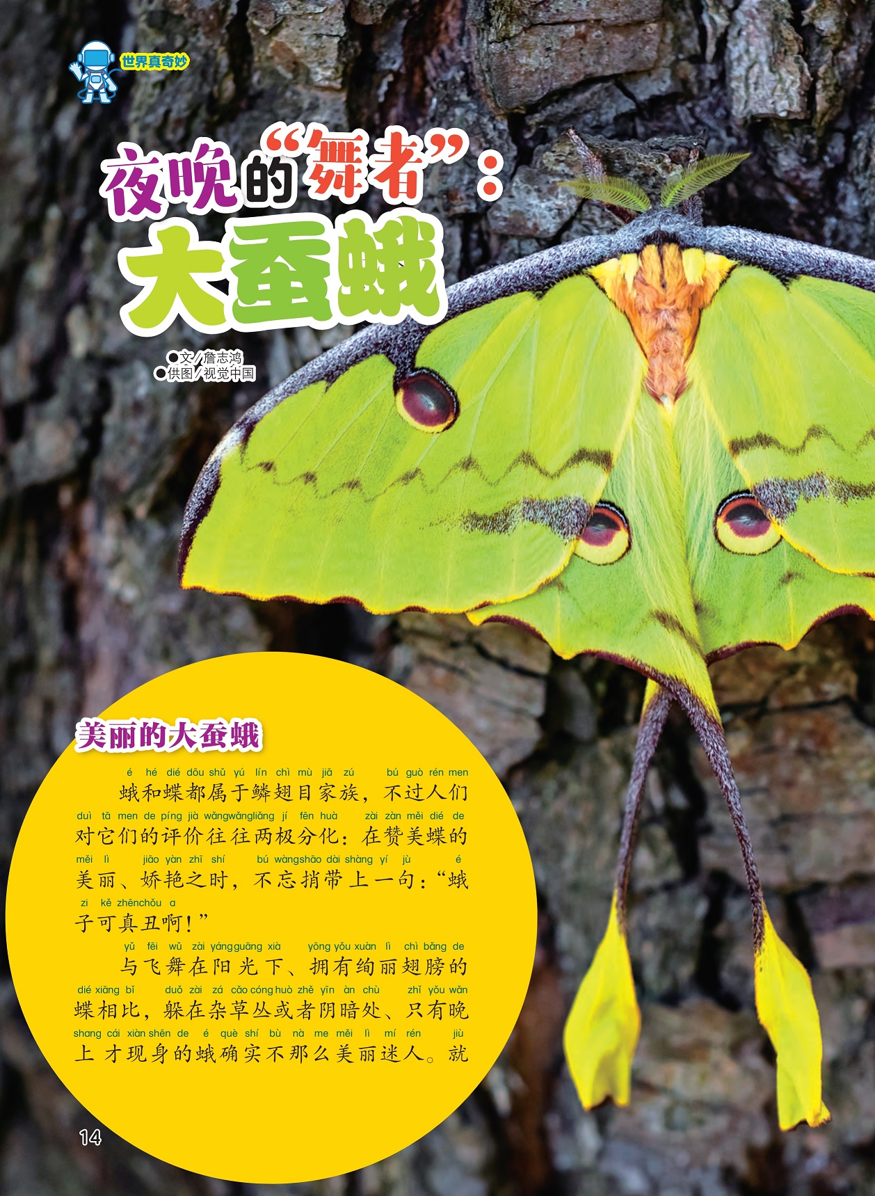 大蚕蛾十大排名品种大蚕蛾科识别特征