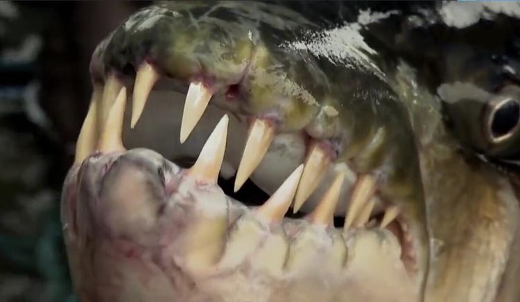 中国最凶恶的鱼类最危险的鱼