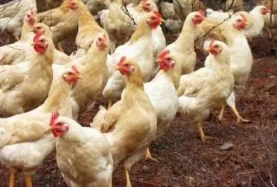 夏天不死的禽类有哪些（禽类电解质十大排名最新）