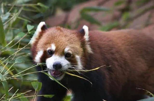 世界治愈动物排名前十世界治愈动物排名前十有哪些