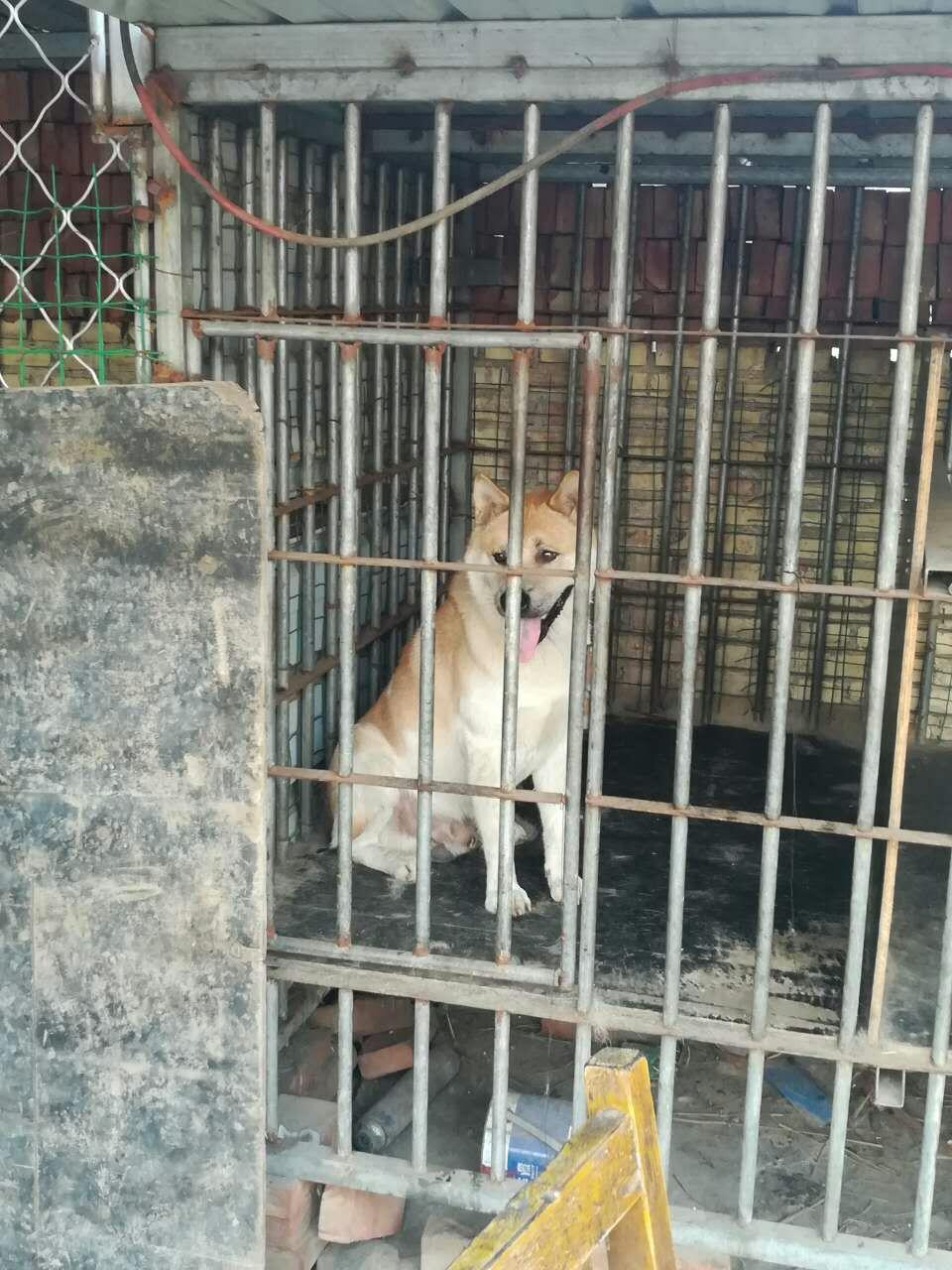 最稀有的四种中华犬最稀有的狗的品种