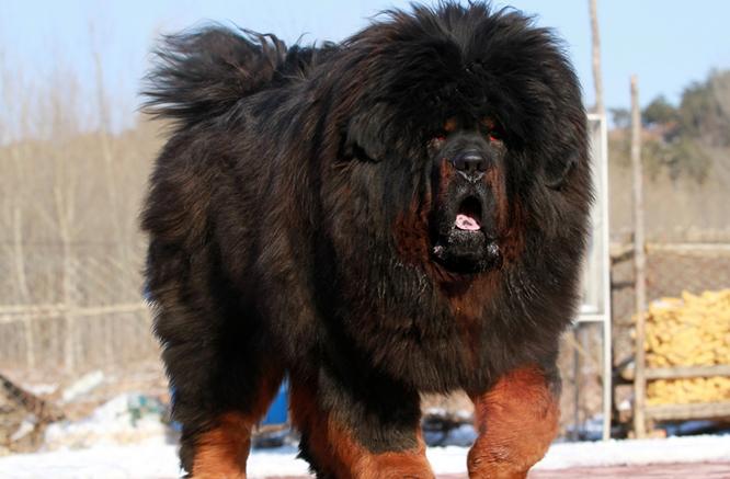 中国足球队世界排名前十足球排名世界前100名