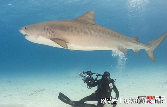 世界上最搞笑鲨鱼世界上最可爱的真正鲨鱼