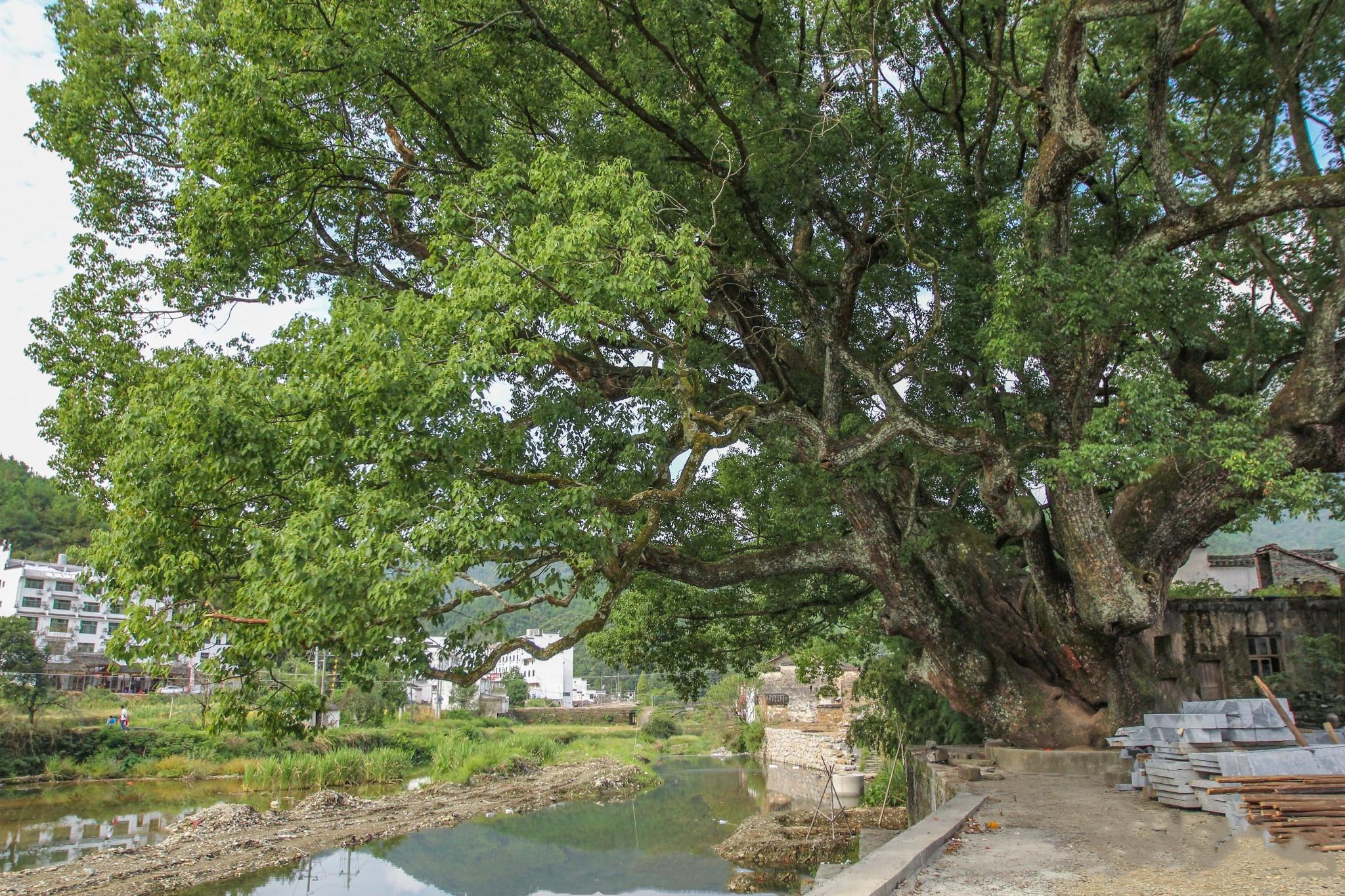 中国最粗的树直径多少中国最大最粗最高的树是什么树？