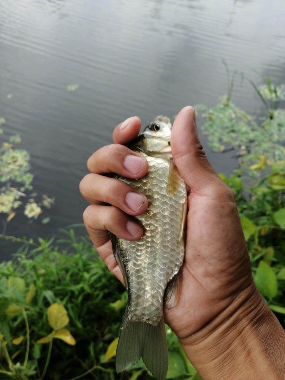 中国最结实的鱼竿中国钓鱼竿哪个牌子好？