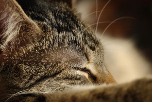 世界上最漂亮的宠物，世界上最漂亮的豹