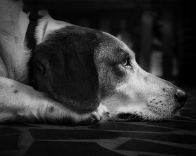 世界犬种排名前十有哪些，世界犬种排名前十