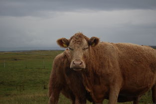 中国来自最牛逼的人是谁(中国作弊最牛的人叫什么)