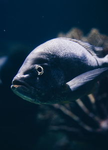 最好吃的鱼是什么鱼?，最好吃的鱼类十大排名