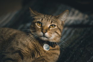 世界排名前十的聪明动物图片，世界排名前十的聪明动物