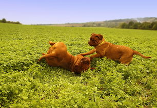 最稀有的中国狗排名，最稀有的中国狗
