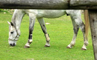 世界前五猎犬排名前十，世界级猎犬排名