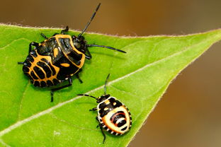 中国最凶的黄蜂，中国最大黄蜂
