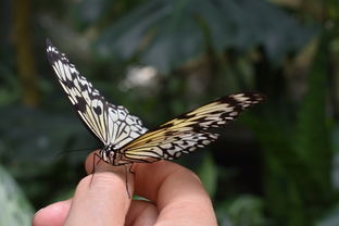 世界恐怖蝴蝶排名榜前十，最恐怖的蝴蝶蝴蝶图片