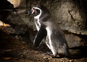 世界上最趣味的生物，世界上最有趣的动物是什么动物