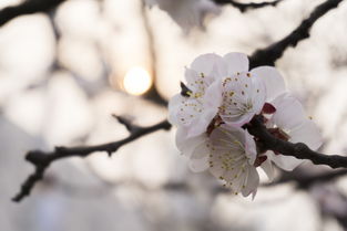 中国最好的沙棘在哪里，中国最漂亮沙棘林在哪里