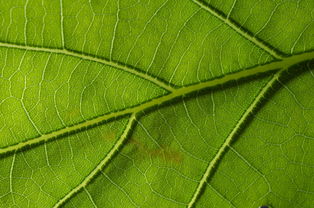 世界上最发光的树叶图片大全，世界上最发光的树叶图片