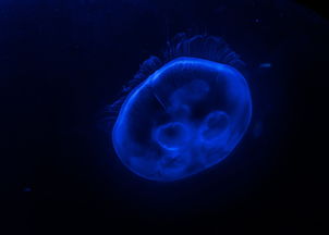 全世界电音排前十，世界十大电音歌曲排行