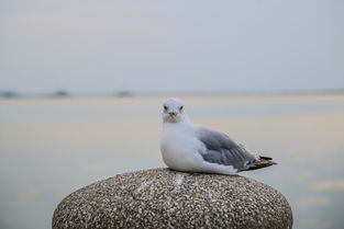 野生中国斗鱼怎么样捉，野生中国斗鱼最漂亮