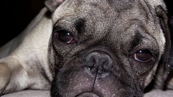 世界上排名前十的猛狗，世界上十大狗猛犬