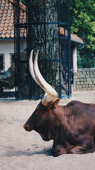 中国你最牛图片，中国最牛新年图片