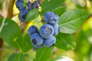 枸杞十大排名产地，枸杞十大排名产地有哪些