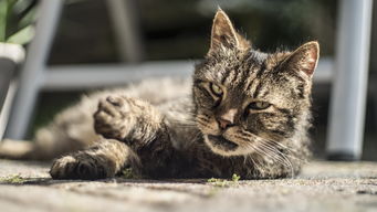 熊猫 猫熊 动画片，熊猫动画十大排名电影