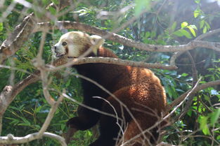 熊猫 猫熊 动画片,熊猫动画十大排名电影