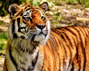 2021年5月15日上学吗，最漂亮中国虎