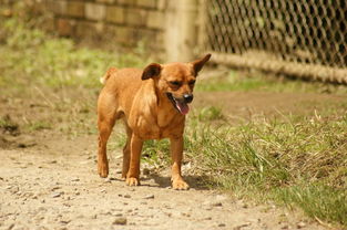 世界上最凶悍的白人，世界上最凶悍的白人排名