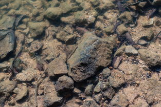 世界上最肥沃的土是什么土，世界上哪种土壤最肥沃