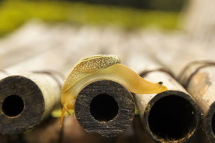 世界上最尖短针头，最短的针头