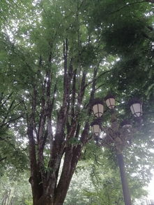 世界上最老的会出水的树,史上最老的树