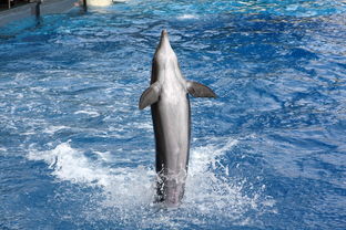 世界上最巅峰的海豚，世界上最好看的海豚