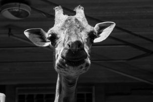 最自恋的动物是谁，世界上最自恋之人