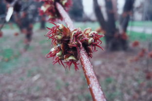 世界排名前十有毒的花，世界十大有毒的花