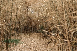 中国最好的木头排名,中国最漂亮木头图片