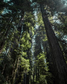 全球最大森林,世界上最森林的基地