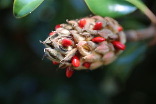 世界上最神奇的十种花，世界上最神奇的花茶