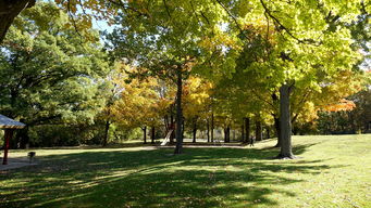 中国最古老最值钱的树,中国最古老的树排行榜