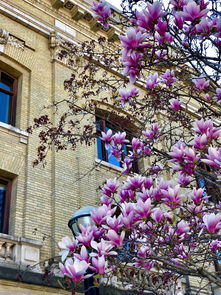 中国最古树木,中国最古老的树木