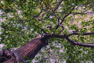 中国最古树木,中国最古老的树木