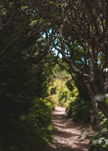 中国最古树木，中国最古老的树木