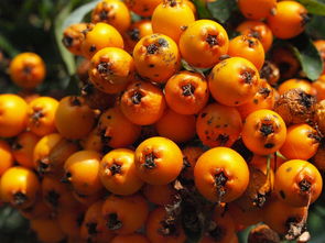 世界超大柚子产地排名前十，世界超大柚子产地排名前十名