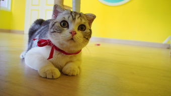 比较调皮的猫，中国最调皮的猫是什么