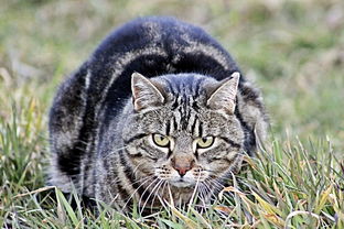 世界上最闹心的猫咪，世界上最闹心的猫咪是什么