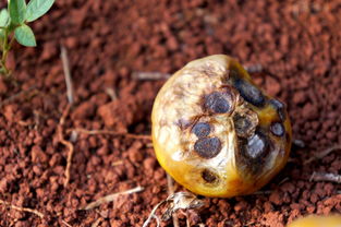 世界前十大天牛是谁啊图片，世界顶级牛