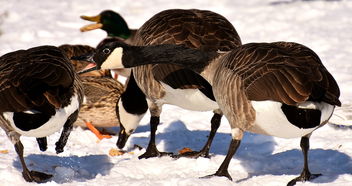 世界上最强的诗人，世界上最牛的诗歌家是